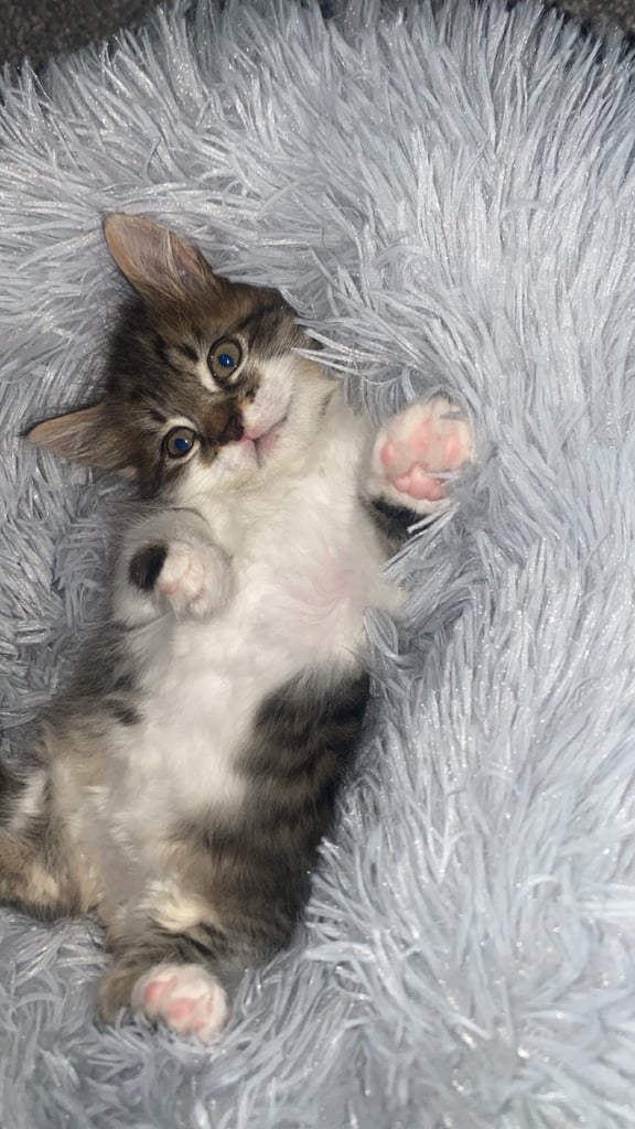 Cute domestic longhair tabby kitten