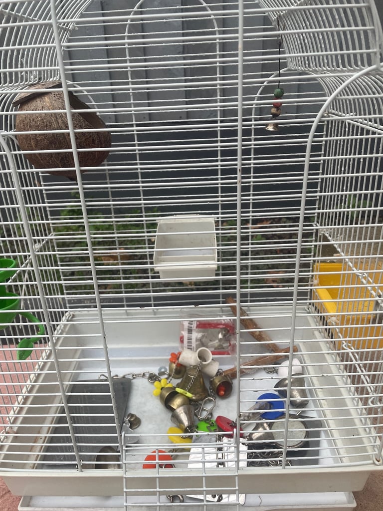 Bird cage 