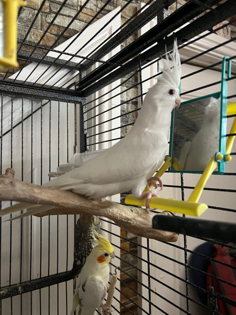 image for Cockatiels 