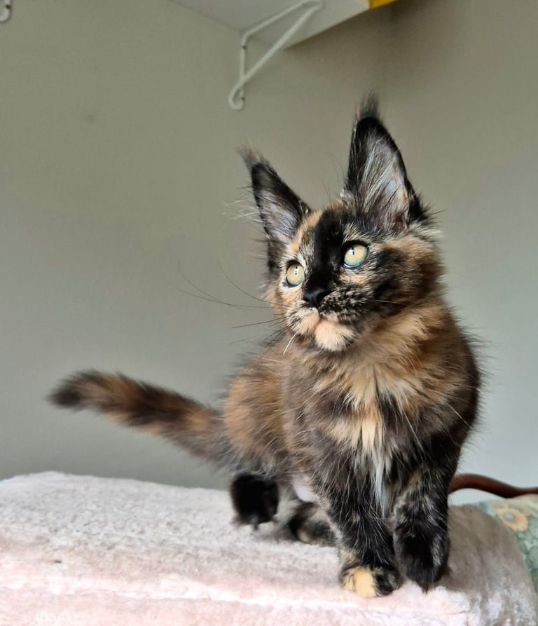 Maine coon gccf reg