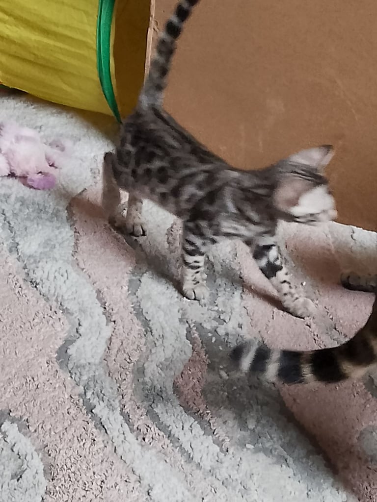 Silver bengals 
