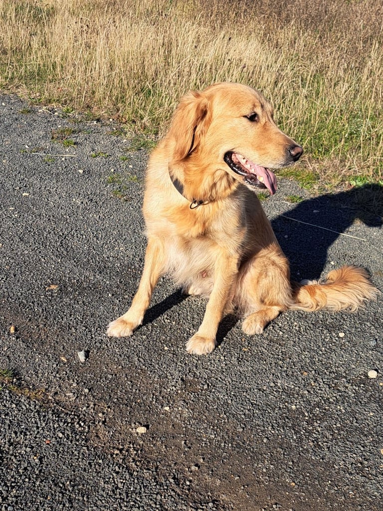 Golden retriever puppies
