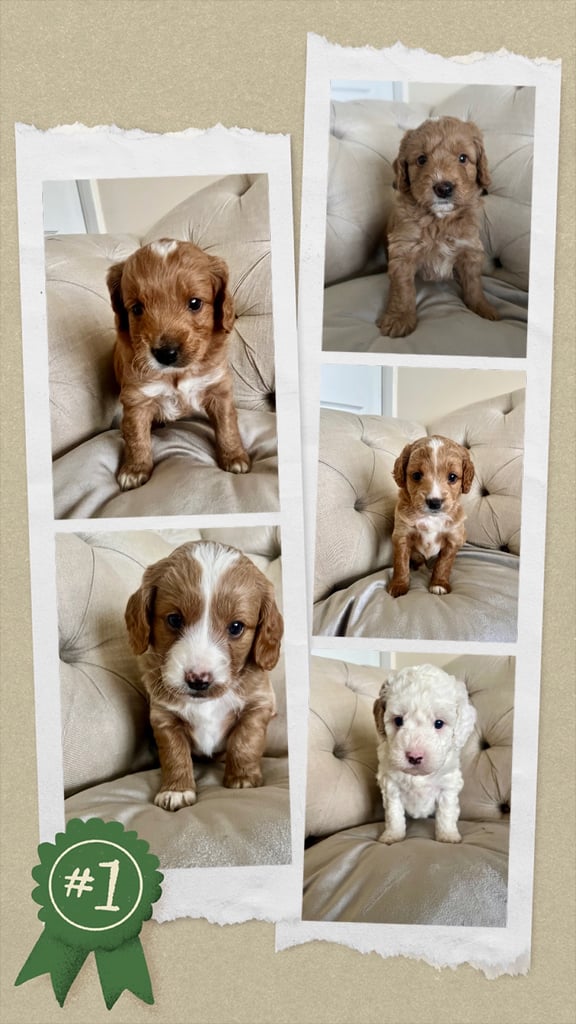 Beautiful Cavapoochon Puppies