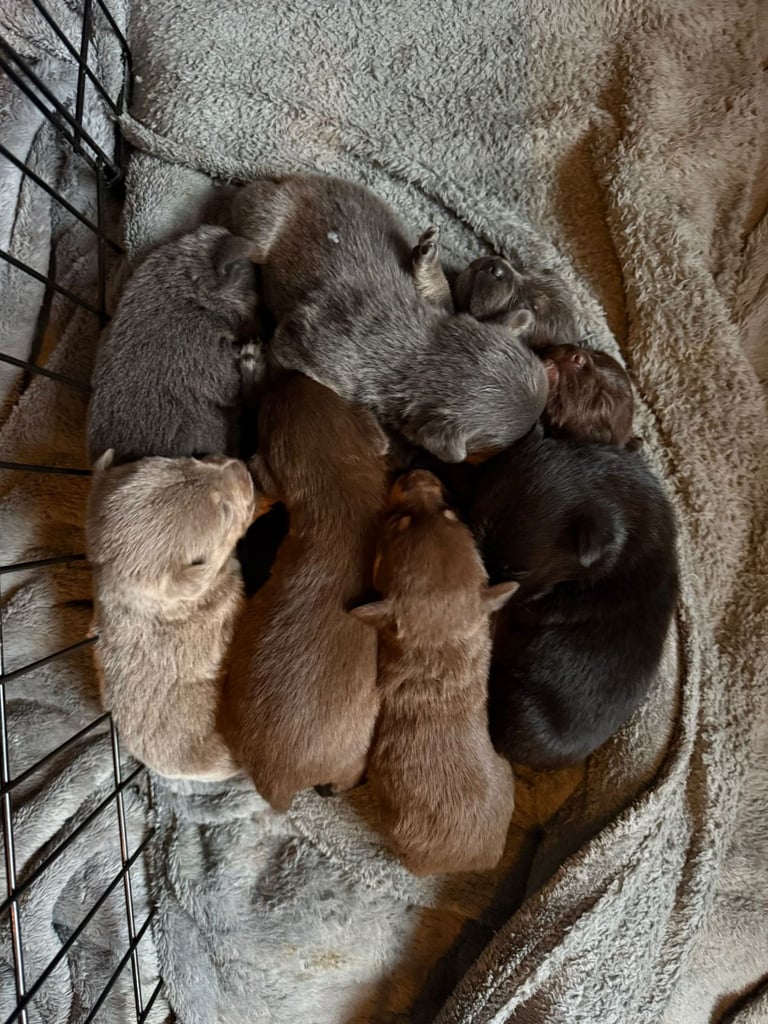 9 * 1 girl left *beautiful dachshund cross pom puppies 