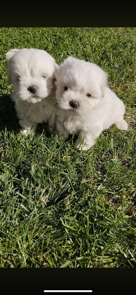 Maltese