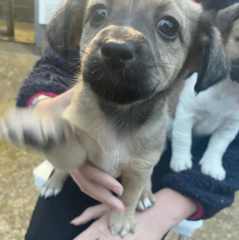 Puppies