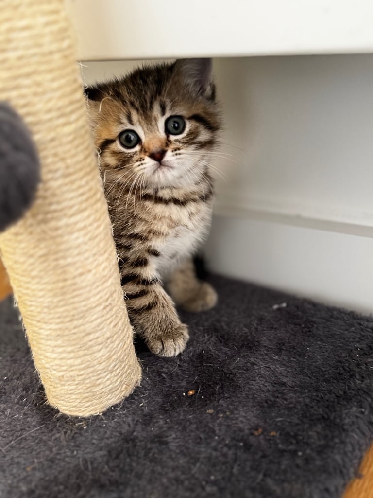 Kittens 