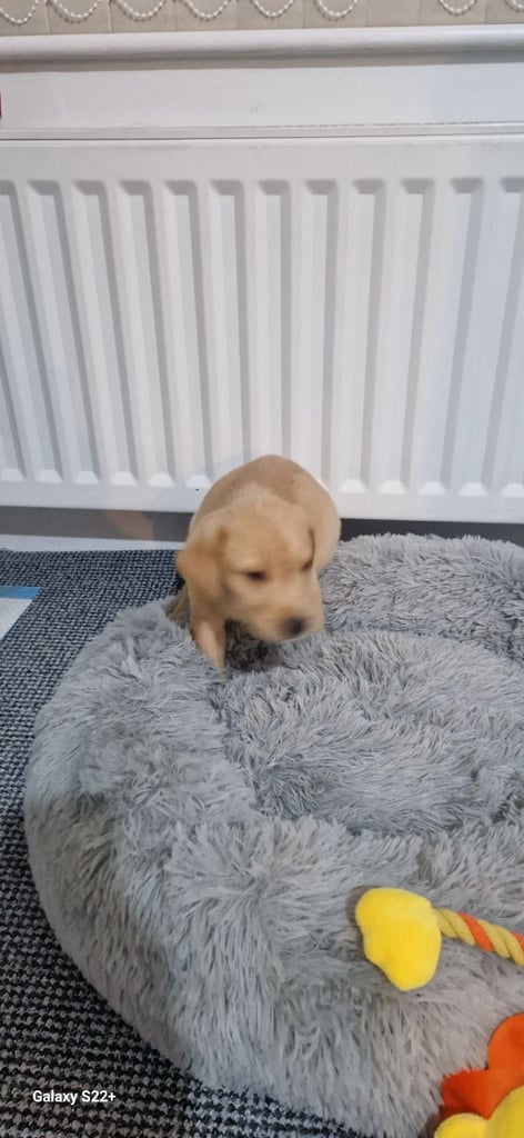 Lab puppy golden
