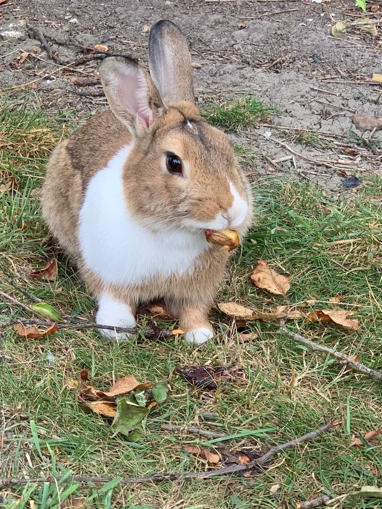 Rabbits for sale