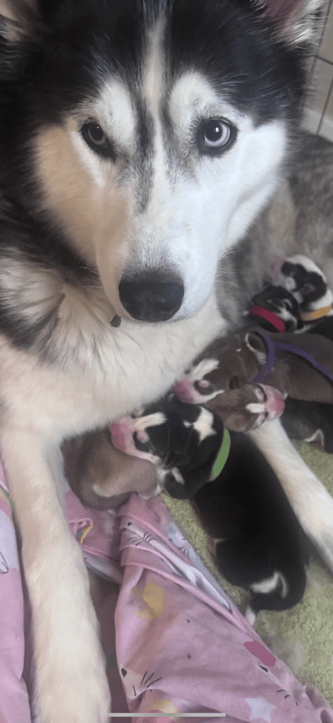 Husky Puppies