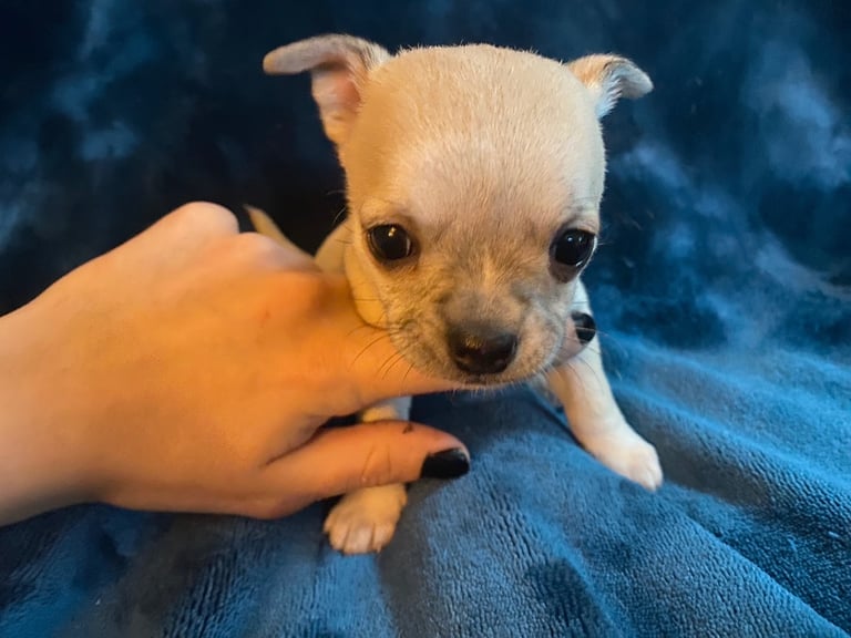 Pedigree Chihuahua puppies 