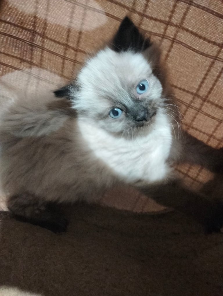 Beautiful Persian Kitten 