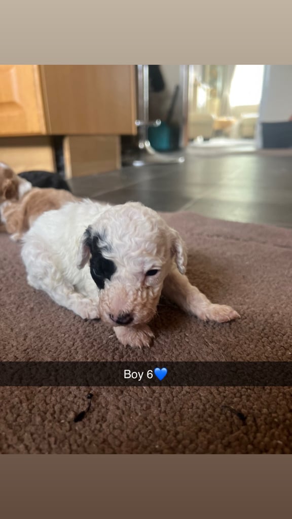 F1 b cockapoo puppies 