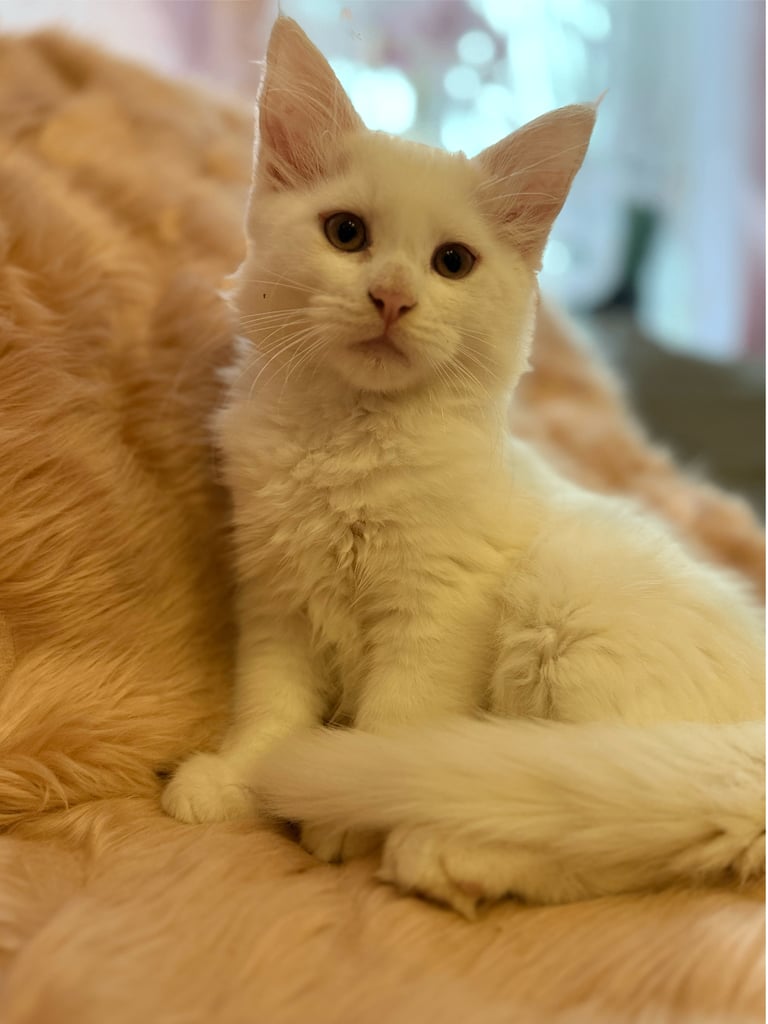 Beautiful pedigree Maine Coon kittens