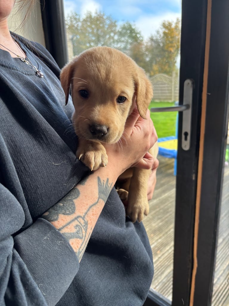 Beautiful Labrador puppies