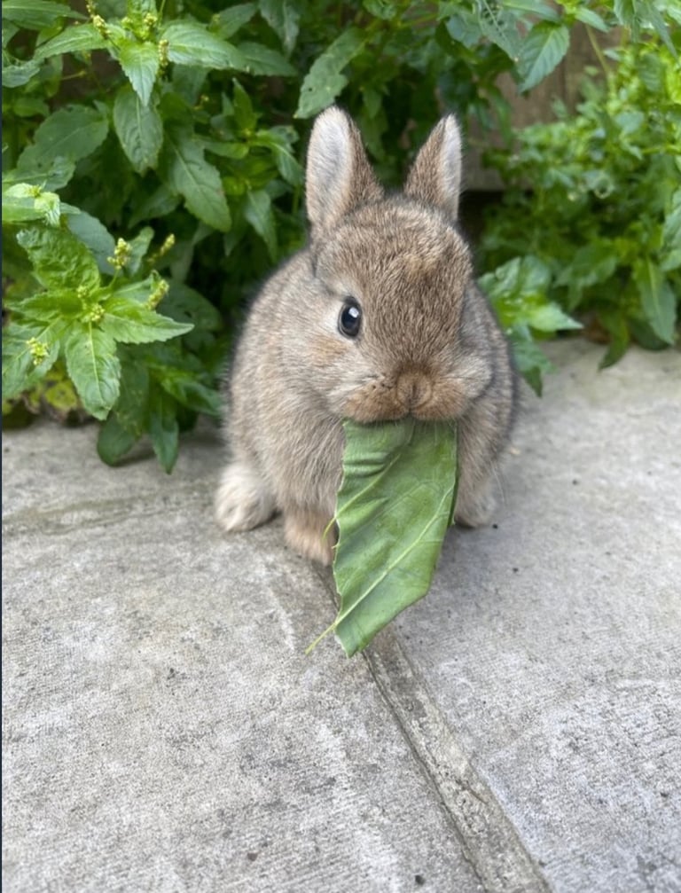 Netherland Dwarf Bunnies 