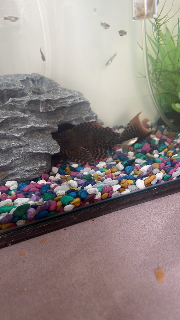 Large Pleco Leopard saflin 