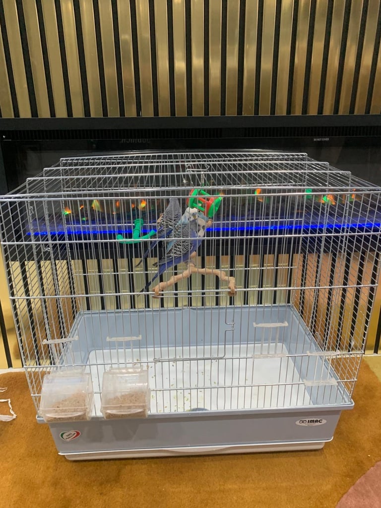 4 Budgies and cage 