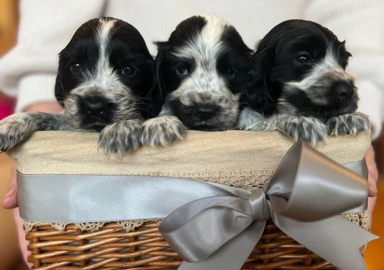 image for Show type cocker spaniels 