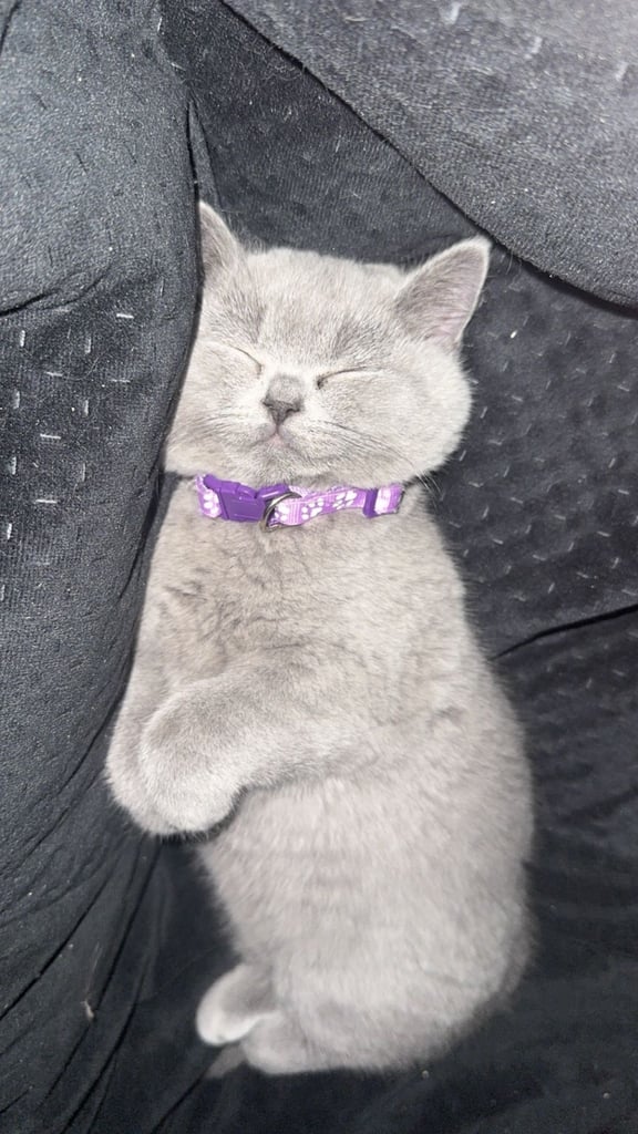 1 Beautiful British Shorthair Girl