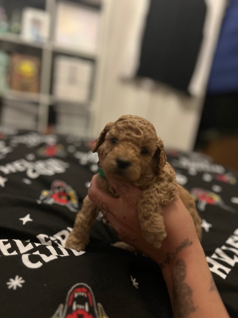 Miniature Cockapoo