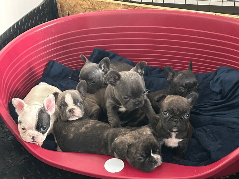 French Bulldog Puppies. 2 LEFT!!!! SENSIBLE OFFERS