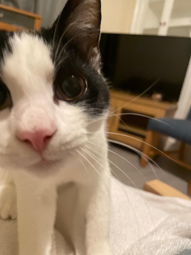 Orea needs a forever home 🏡 