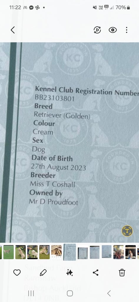 Golden retriever puppies 