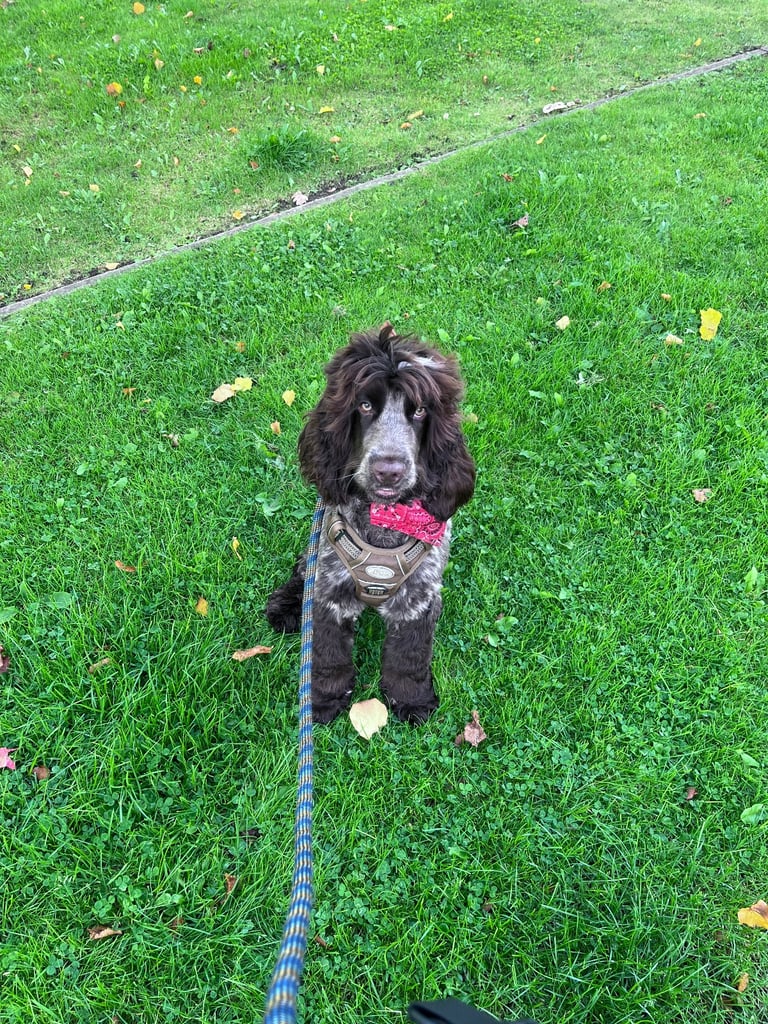 Beautiful KC Registered Show Cocker Spaniel – Chocolate Roan – 8 Months Old 