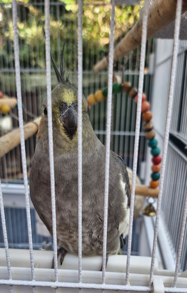 Cockatiel and budgies 