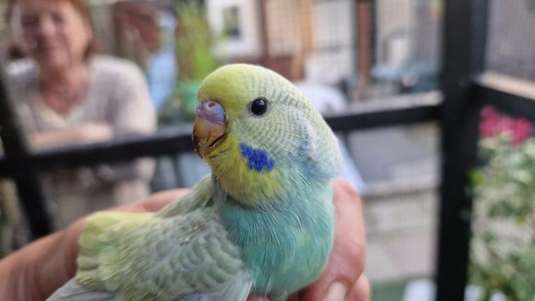 2x baby budgies £50 each