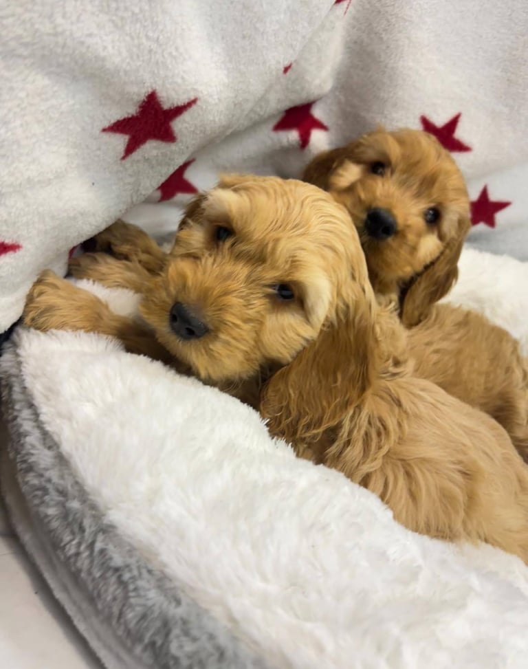 Cackapoo puppies for sale 