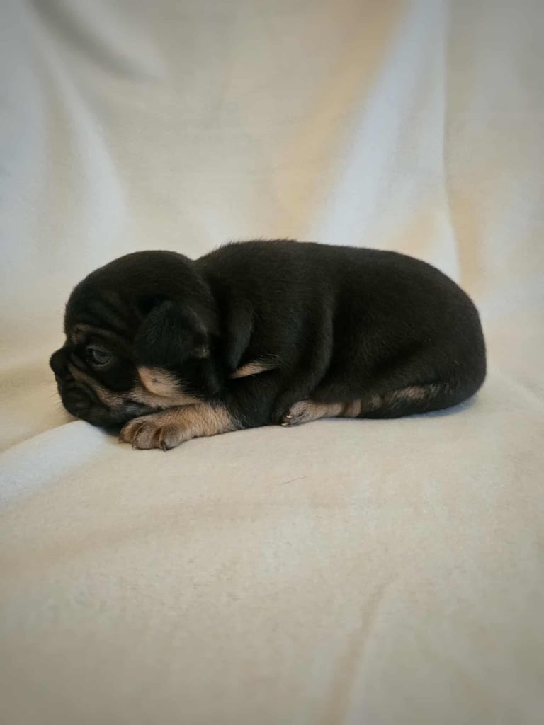 Generational Health tested French Bulldog Puppies (Only one boy and One Girl Left)