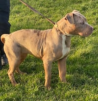 American Bully XL 8 months old, 4 females and 2 males 