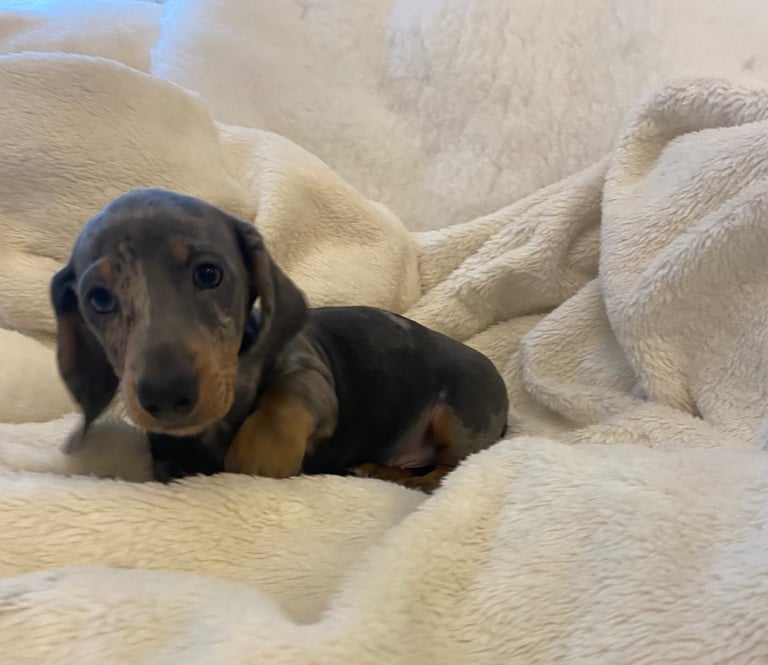 Ready to go miniture dachshund 