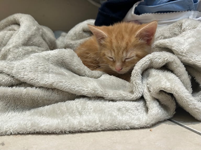 Male ginger kitten