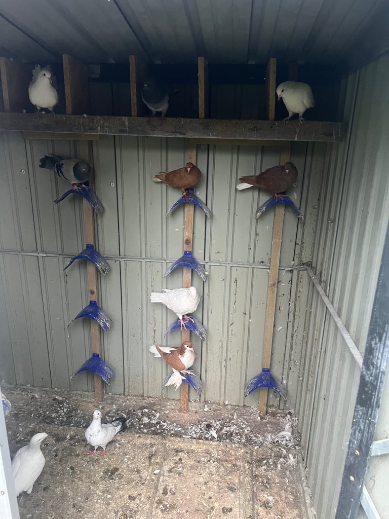 Pigeons