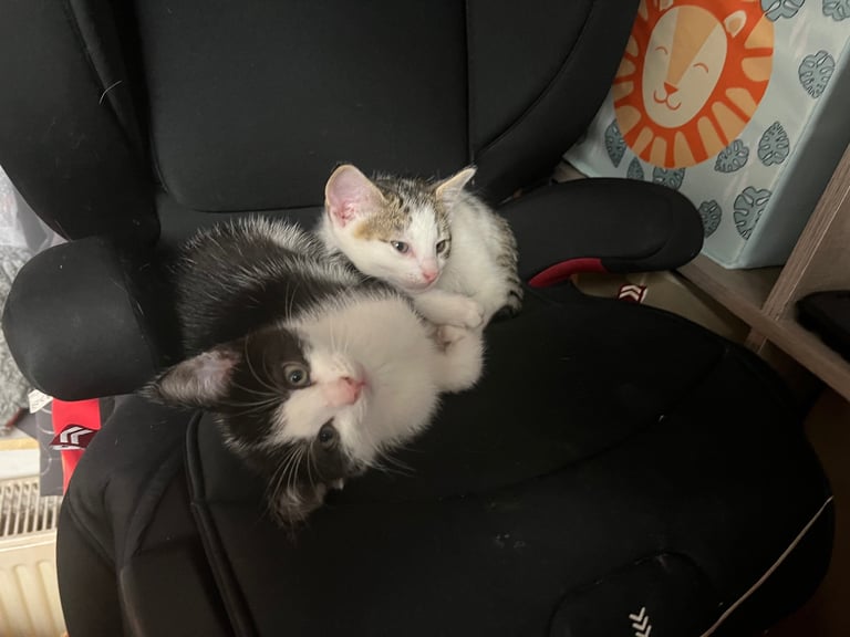 Kittens £50