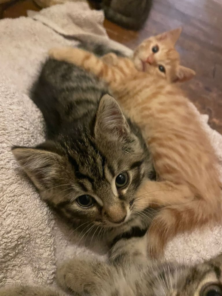 Beautiful kittens for sale 