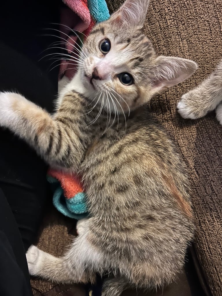 Female kittens ready for their forever homes 