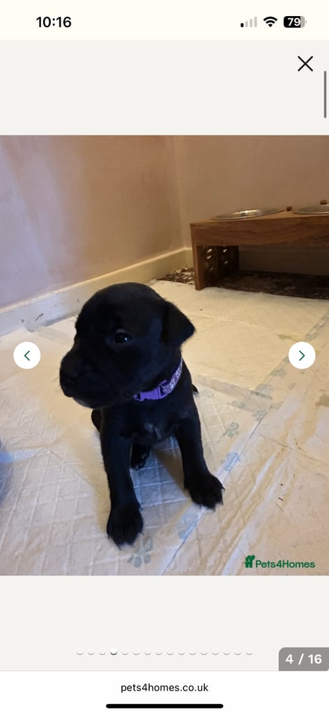 2x staff girls available 