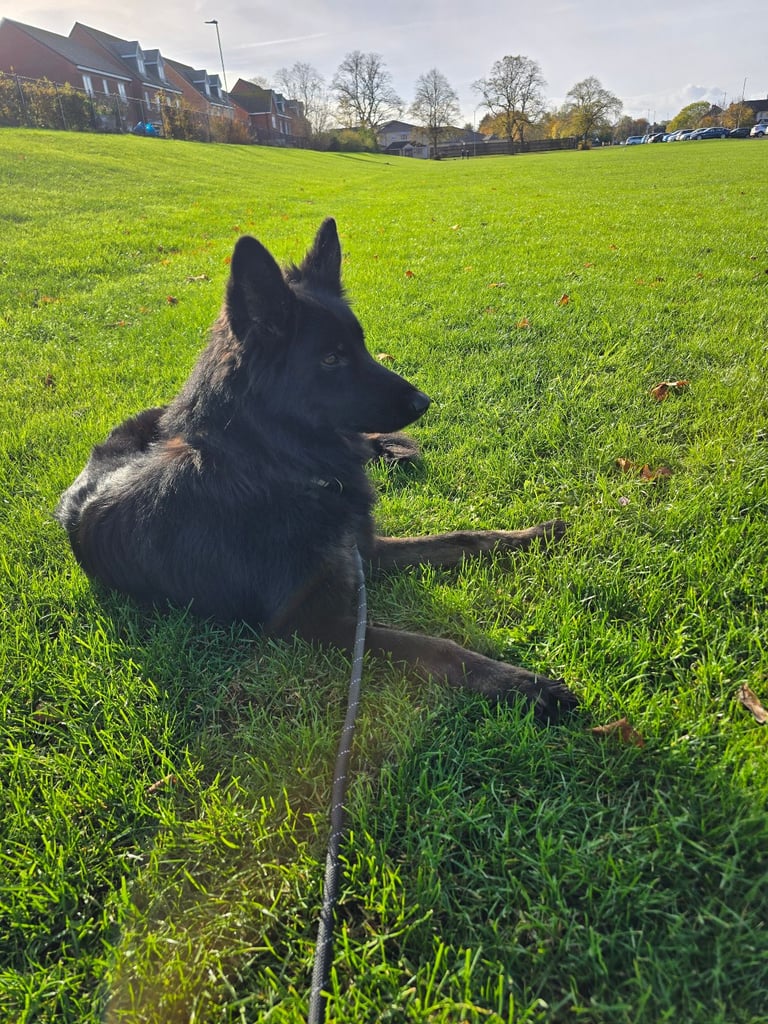 image for German Shepherd 2 yr old