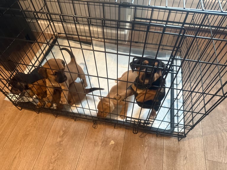 Saluki cross Rottweiler puppies 