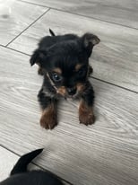 Very small Yorkshire terrier pups READY FOR HOMES 