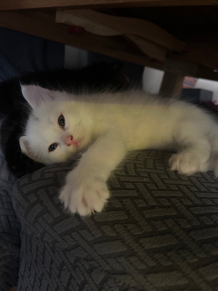 Only 2 black kittens left  READY TO LEAVE 