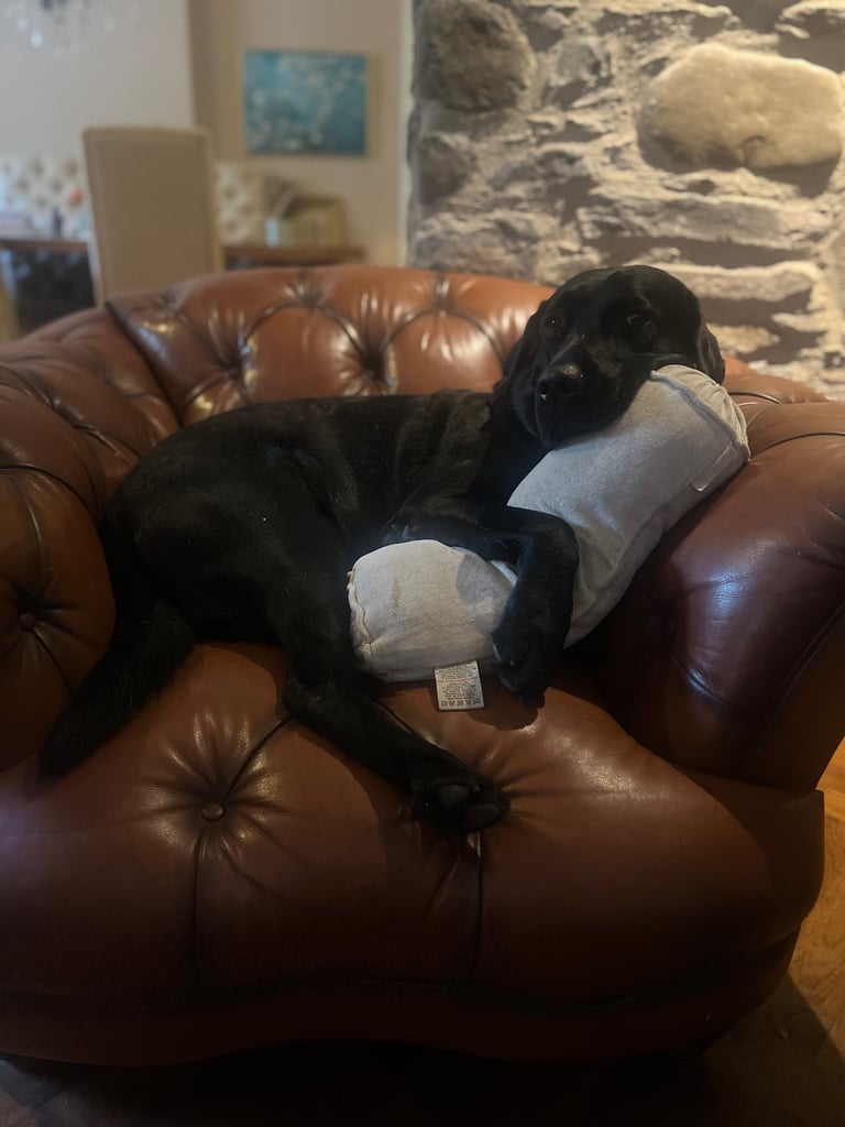 Perfect, High Quality Labrador Puppies  Castlereagh Co Down 