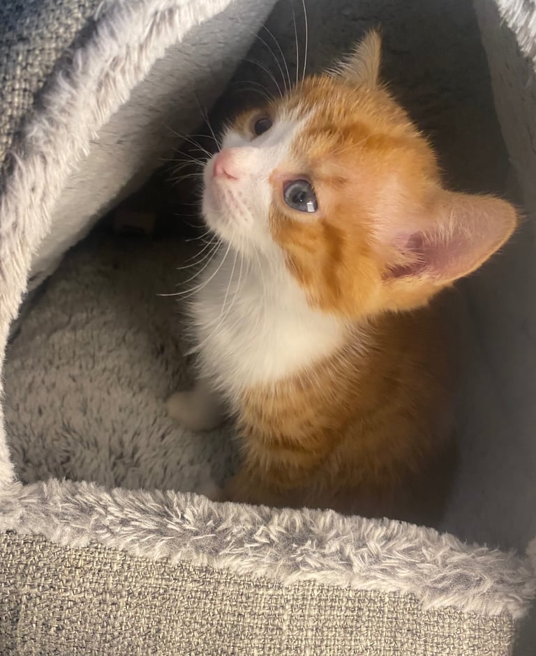 Male White And Ginger Kitten Ready For A New Home 🏡 