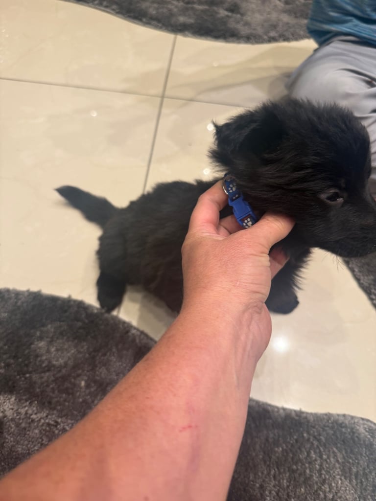 German Shepherd NOW READY TO GO 