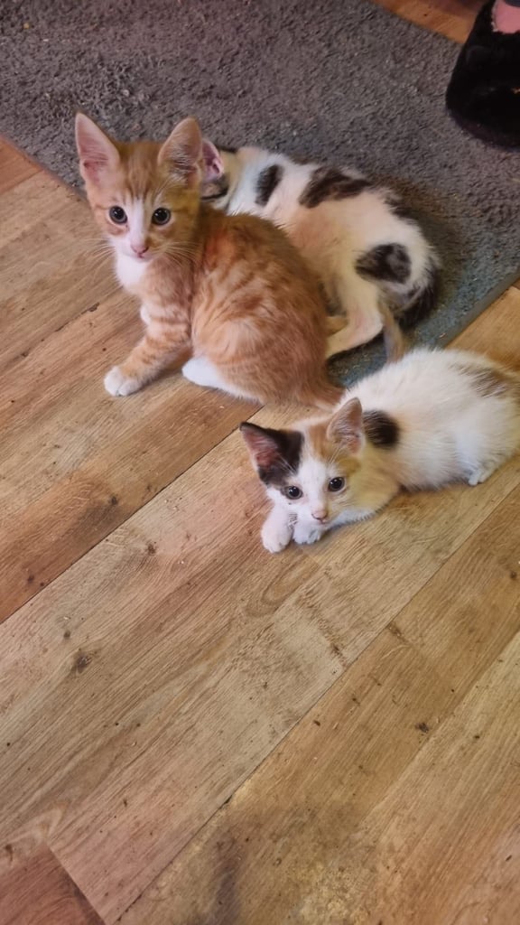 Kittens for sale