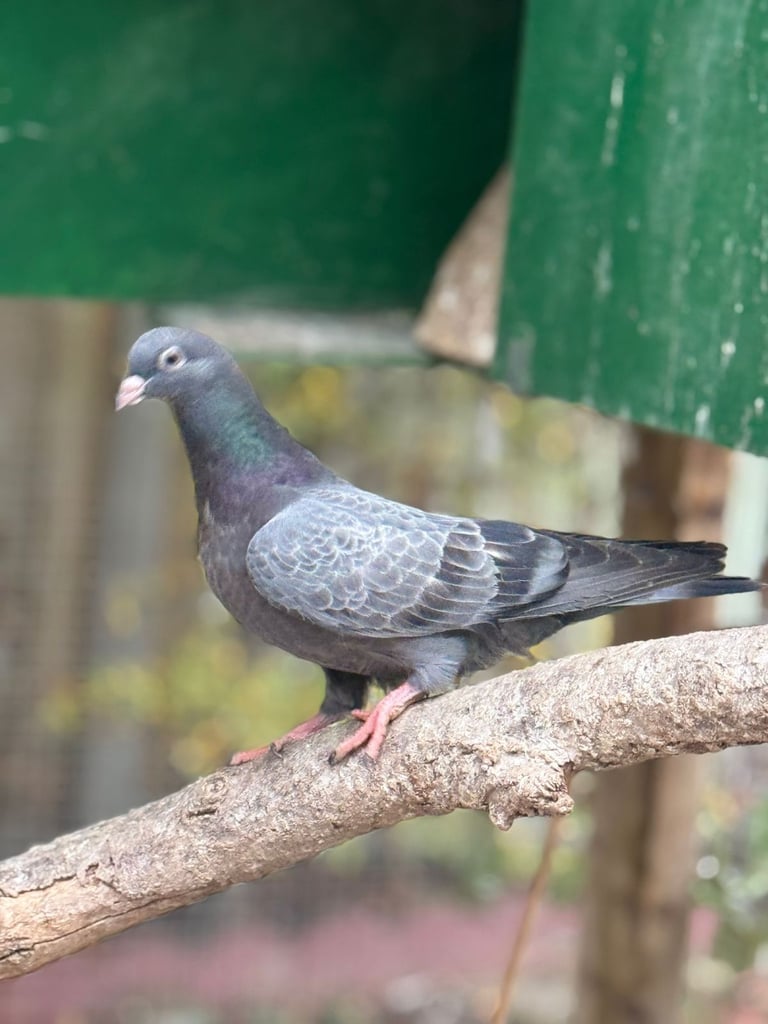 Pigeons for sale 